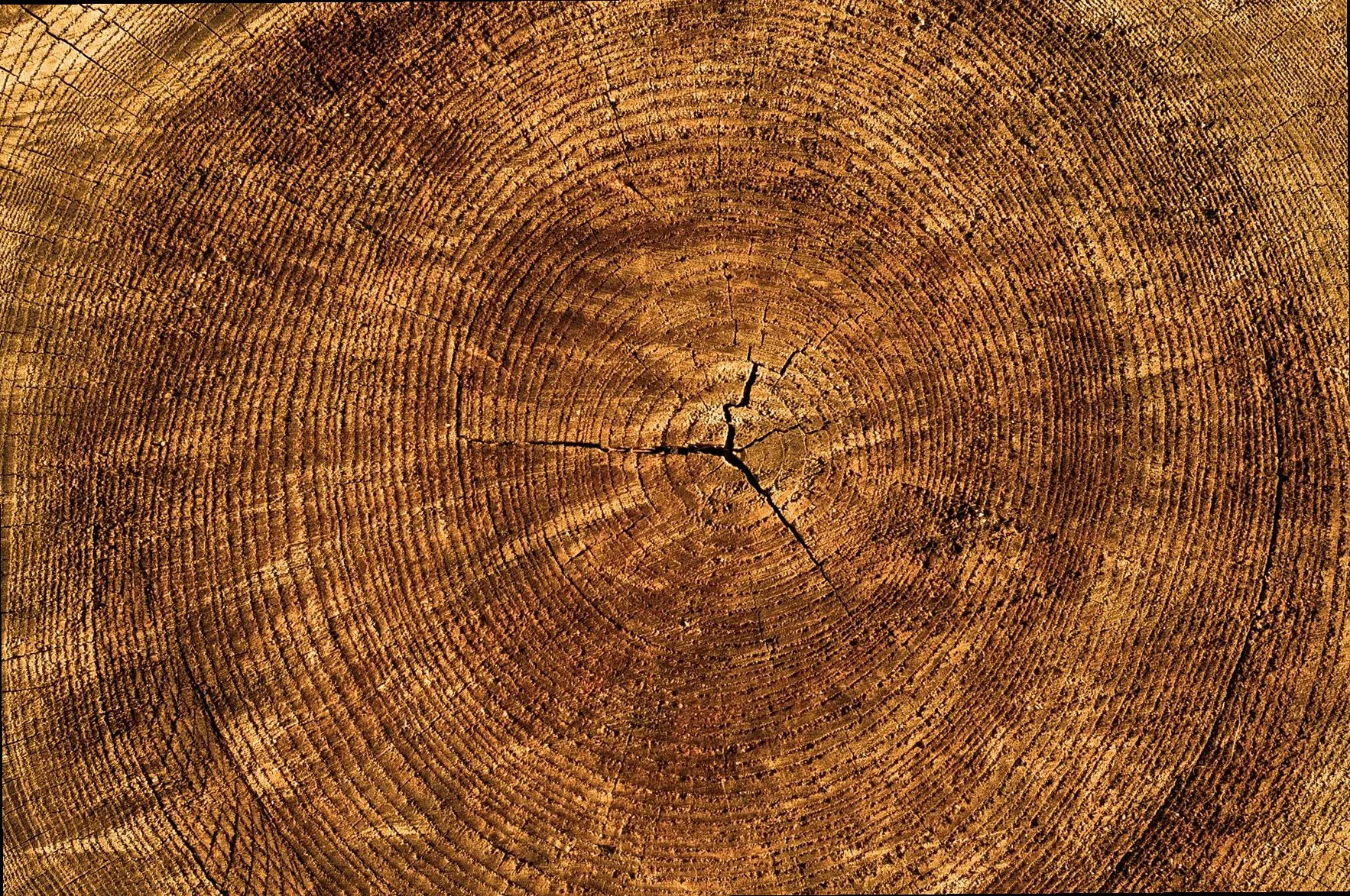 Zenith Cedarwood run